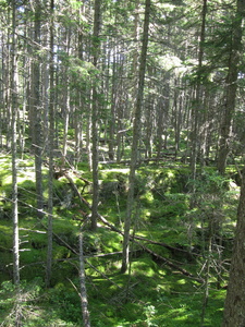 Appalachian Trail 