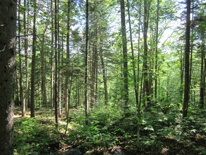 Appalachian Trail 