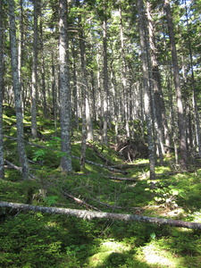 Appalachian Trail 