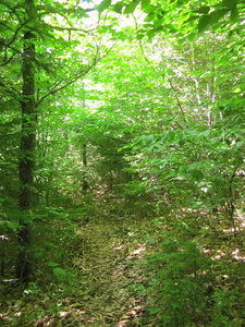 Appalachian Trail 