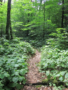 Appalachian Trail 