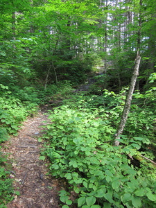 Appalachian Trail 