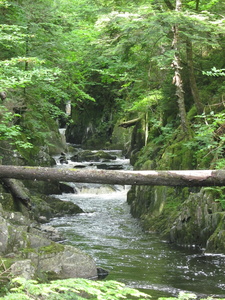 Appalachian Trail I shimmied across the brook on the tree. Little Wilson Stream