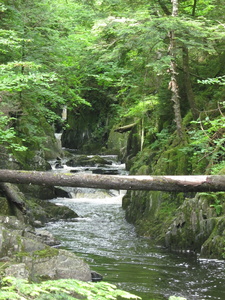 Appalachian Trail I shimmied across the brook on the tree. Little Wilson Stream