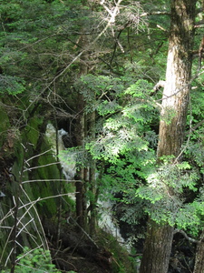 Appalachian Trail Little Wilson Stream