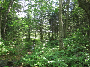 Appalachian Trail 