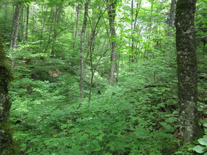 Appalachian Trail 