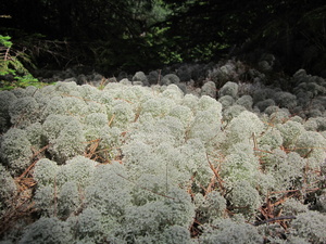 Appalachian Trail Lichens