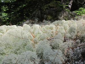 Appalachian Trail Lichens