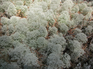 Appalachian Trail Lichens