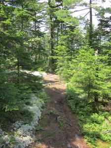 Appalachian Trail Lichens