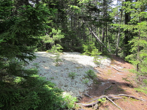 Appalachian Trail Lichens