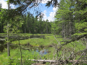 Appalachian Trail Beaver Pond