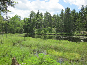 Appalachian Trail Beaver Pond