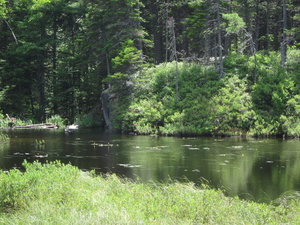 Appalachian Trail Beaver Pond