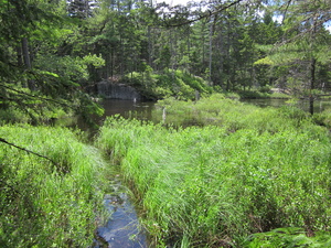 Appalachian Trail Beaver Pond