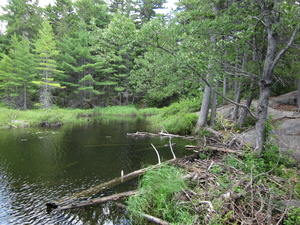 Appalachian Trail Beaver Pond Dam