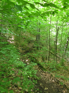 Appalachian Trail 