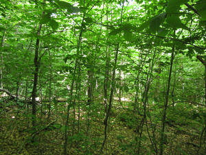 Appalachian Trail 