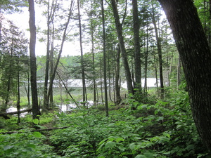 Appalachian Trail Lily Pond?