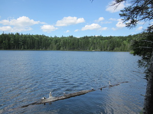 Appalachian Trail Bell Pond