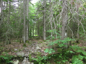 Appalachian Trail 