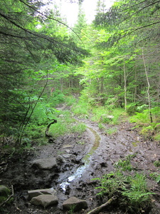 Appalachian Trail Muddy trail