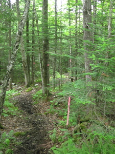 Appalachian Trail Muddy trail