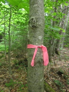 Appalachian Trail Temporary trail marker