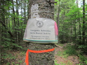 Appalachian Trail Beaver activity caused trail relocation