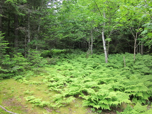 Appalachian Trail 