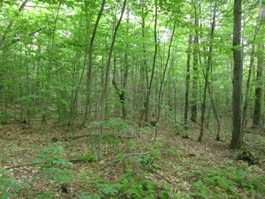 Appalachian Trail 