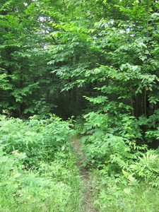 Appalachian Trail 