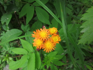 Appalachian Trail Flowers