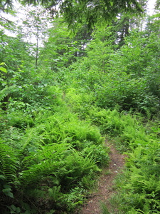 Appalachian Trail 