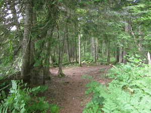 Appalachian Trail 