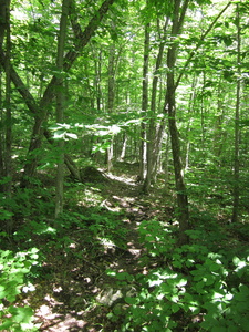 Appalachian Trail 