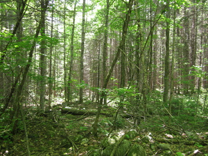 Appalachian Trail 