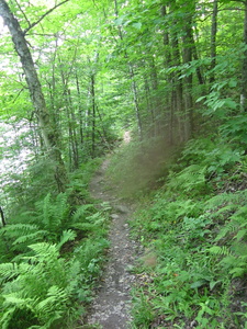 Appalachian Trail Picture with out of focus bug in center