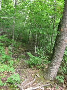 Appalachian Trail 