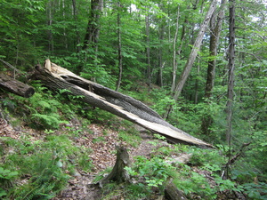 Appalachian Trail Split tree