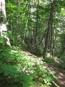 Appalachian Trail 