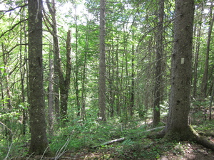 Appalachian Trail 