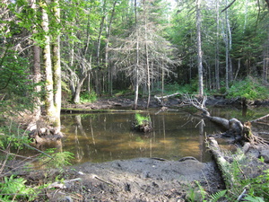 Appalachian Trail Beaver Pond