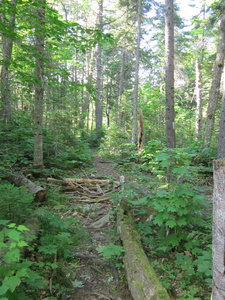 Appalachian Trail Old trail and detour past beaver pond