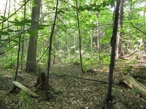 Appalachian Trail 