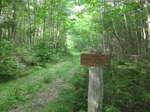 Appalachian Trail Logging road toward Shirley Road