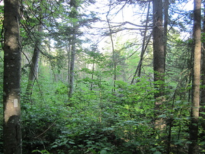 Appalachian Trail 