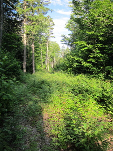 Appalachian Trail Very old logging road, unused.