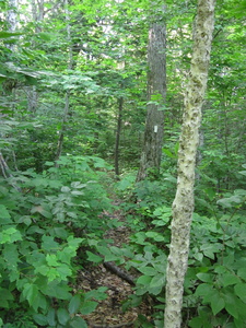 Appalachian Trail 